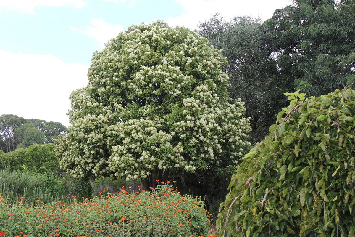 Backhousia citriodora (2)